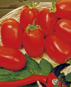 Tomates plantes