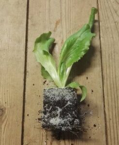 Laitue iceberg 5 plants