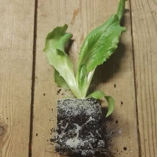 Laitue iceberg 5 plants