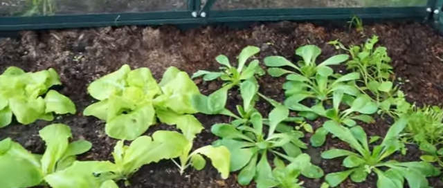 planter des salades