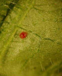 Phyto-mite 1000 contre les araignÃ©es rouges