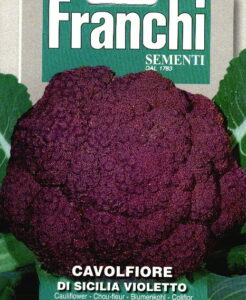 Franchi chou-fleur violet Cavolfiore Sicilia Violetto