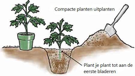 Compacte Tomatenplant uitplanten