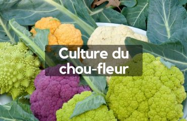 Culture du chou-fleur