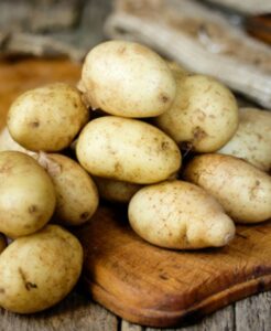Pommes de terre hâtives