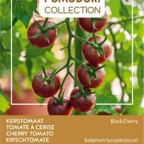 Tomate cerise noire Black Cherry - 10 graines