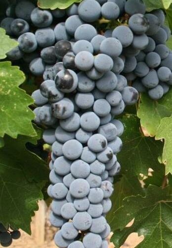 Pied de vigne Cabernet Sauvignon