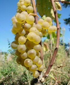 Pied de vigne Muscaris