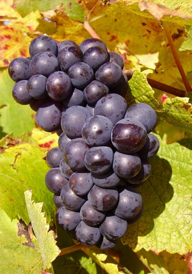 Pied de vigne Pinot Noir