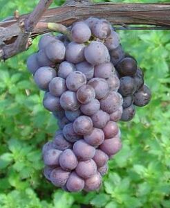 Pied de vigne Pinot Gris
