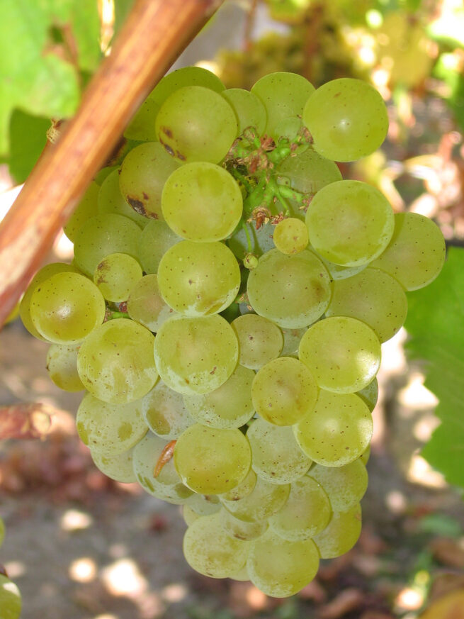 Pied de vigne Sauvignon Blanc