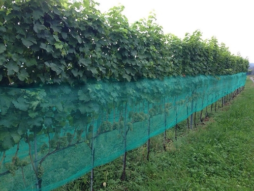 Filet VASPA anti guêpes pour vignes 90 cm (longueur au choix) également  contre le soleil et les oiseaux - Astuces Au Potager