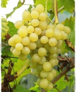 Pied de vigne Palatina